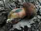 Céklatinóru (Neoboletus xanthopus), Budai-hegység